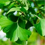 Gingko Biloba