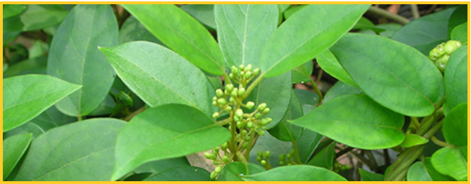 Gymnema Sylvestre