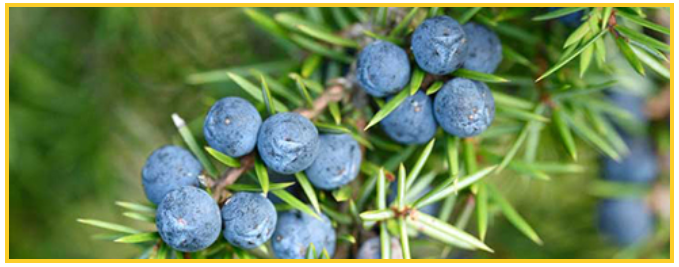 Juniper Berry